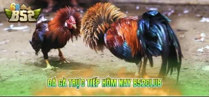 Đá gà trực tiếp hôm nay B52CLUB