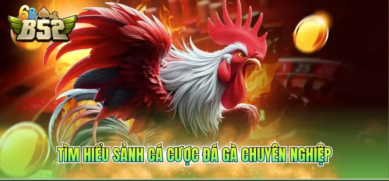 Tìm hiểu sảnh cá cược đá gà chuyên nghiệp
